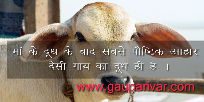 मां के दूध के बाद सबसे पौष्टिक आहार देसी गाय का दूध ही है ।