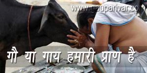 गौ या गाय हमारी संस्कृति की प्राण है