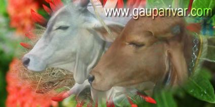 गाय से प्राप्त पदार्थों की महत्ता