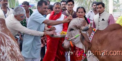 गाय तो भगवान की भगवान है