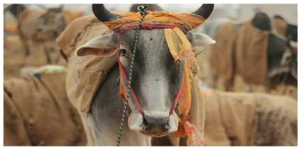 गाय , गौवंस , भारत , राजनीती  