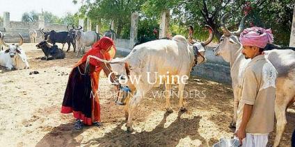 गाय, गौमाता, गौमूत्र , कैंसर , इलाज 